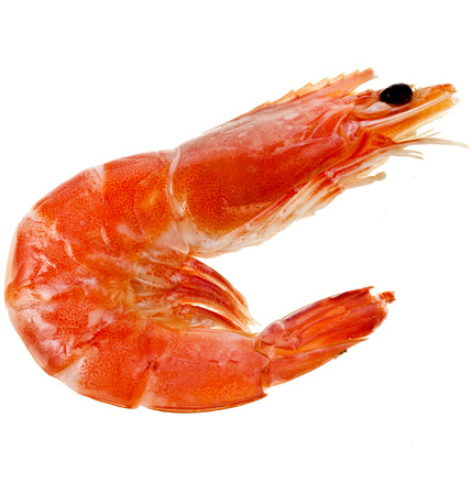 Prawn Shrimp isolated on a whiteの写真素材