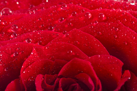 One single red rose bud close up macro shot with water drops isolated on whiteの写真素材