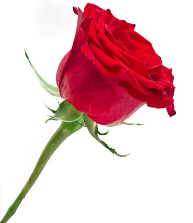 rose flower isolated on white backgroundの写真素材