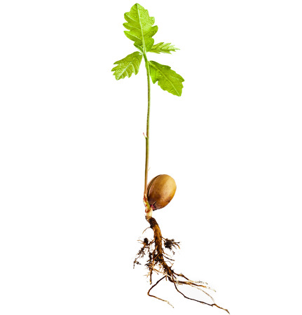 Sprout a young oak tree on white backgroundの写真素材