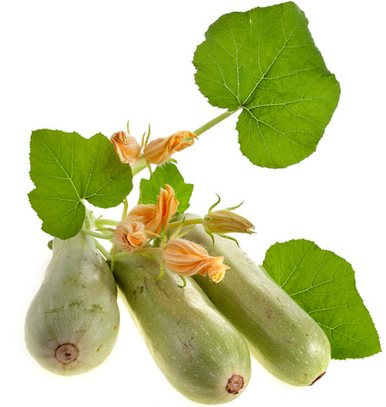 Fresh vegetable marrow zucchini isolated on a white backgroundの写真素材