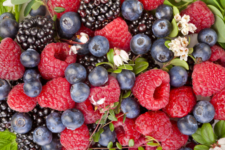 sweet forest berries with flower surface top view close up backgroundの写真素材