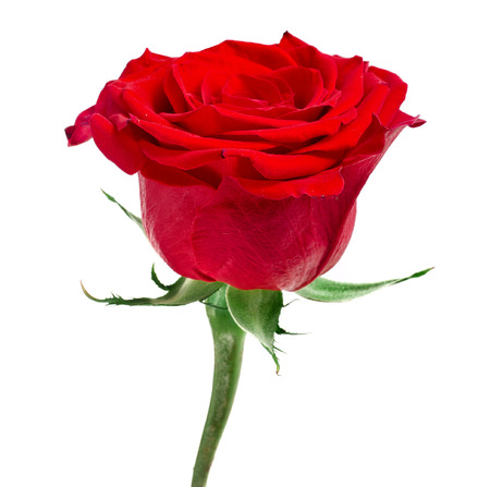 One Red Rose Flower isolated on white backgroundの写真素材