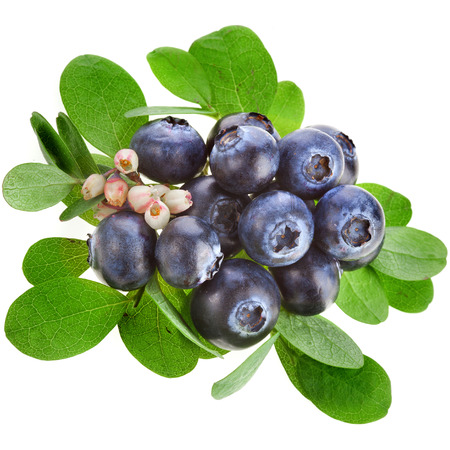 Fresh blueberries with flowers isolated on a white backgroundの写真素材