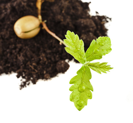Sprout a young oak tree on white backgroundの写真素材
