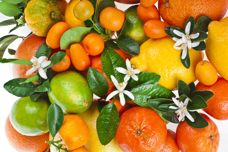 citrus fruits mixed top view texture on white backgroundの写真素材