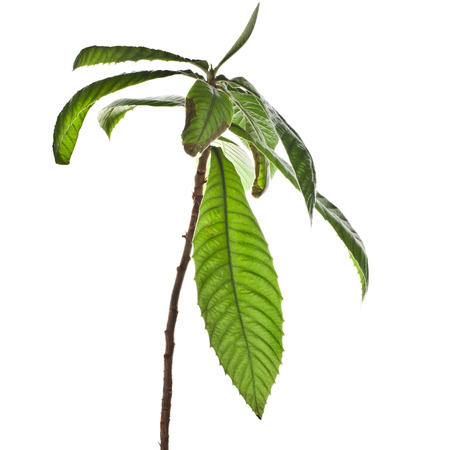sapling medlar isolated on a white backgroundの写真素材