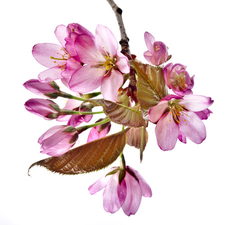 Pink cherry blossom sakura flowers, isolated on whiteの写真素材