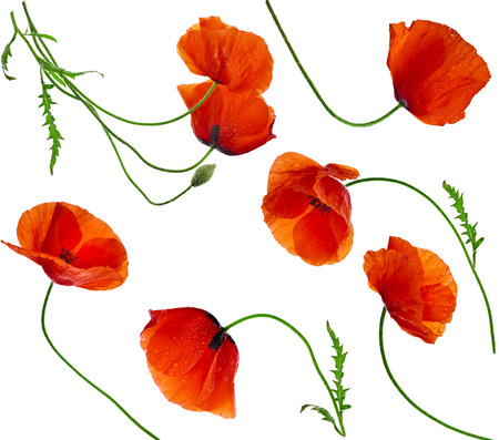 Poppy flowers - collection set isolated on white backgroundの写真素材