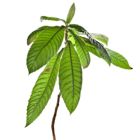 sapling medlar isolated on a white backgroundの写真素材