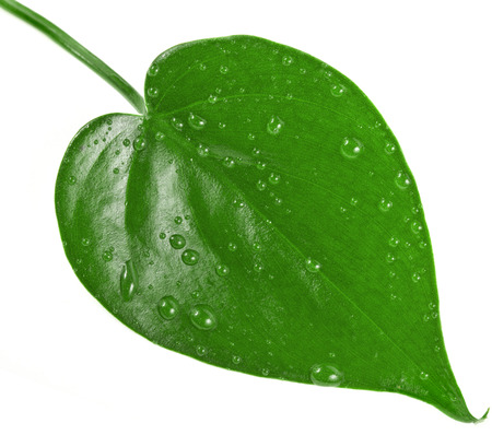 One green leaf shape heart with water drops close up isolated on white backgroundの写真素材