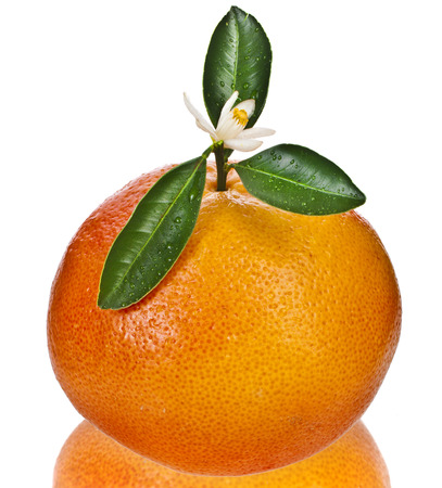 citrus grapefruit detail close up isolated on white backgroundの写真素材