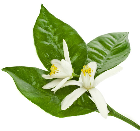 citrus blooming branch close up isolated on whiteの写真素材