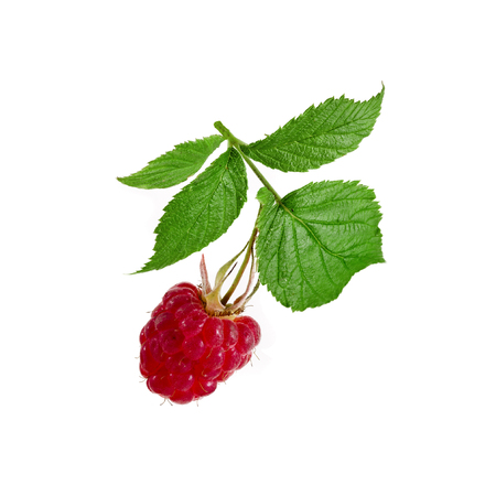 Raspberries bush macro shotの写真素材