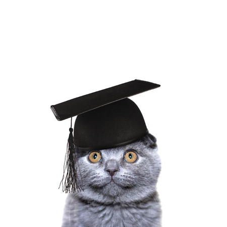 Smart Cat in the graduate capの写真素材