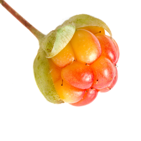 Single fresh cloudberryの写真素材