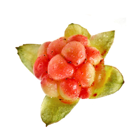 Cloudberry with water drops close upの写真素材