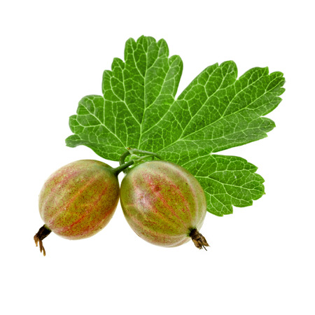 Fresh gooseberry with leavesの写真素材