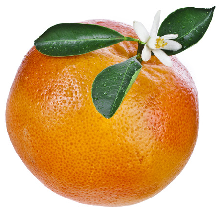 One grapefruit isolatedの写真素材