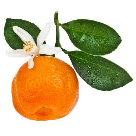 Citrus Calamondin fruit close upの写真素材