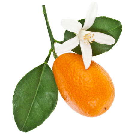 One kumquat citrus fruit floweringの写真素材