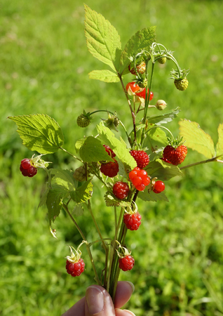 Bouquet of Forest Berriesの写真素材