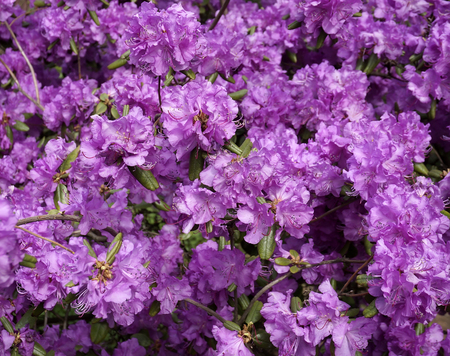 Purple Rhododendron backgroundの写真素材