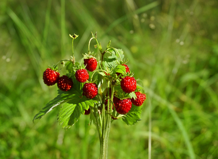 Bouquet Wild Strawberriesの写真素材