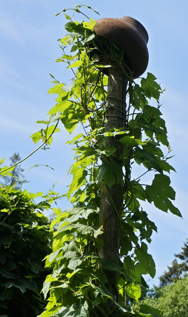 Grape ivy climbの写真素材
