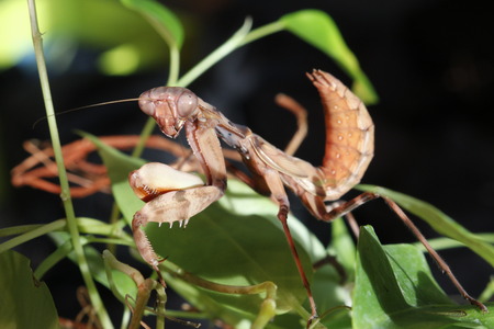 Praying Mantis - Pnigomantis mediocontricta - Mnnchen