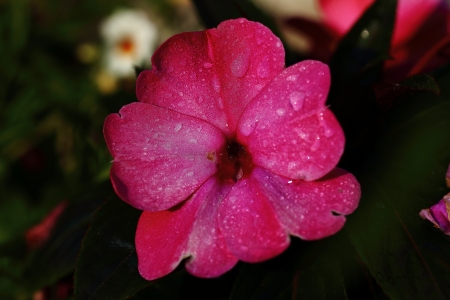 Flowerの写真素材