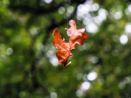 falling leaf caught in web in autumnの写真素材