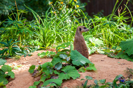Meerkat looking to the right on green backgroundの写真素材