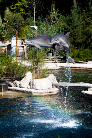 Common bottle-nose dolphin jumps out of the water. Splashes making rainbow.の写真素材