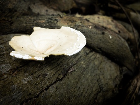 white mushrooms