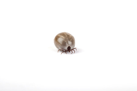 castor bean tick sucked full with blood on white background,