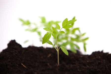 tomato sapling in potting soil on white backgound with other young plants behindの写真素材