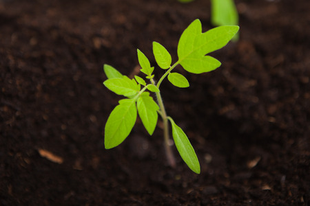 close up of a young tomato sapling plant in potting compostの写真素材