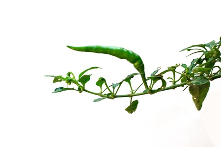 peppers with leaves Isolated  on white backgroundの写真素材