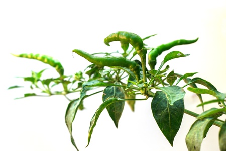 peppers with leaves Isolated  on white backgroundの写真素材