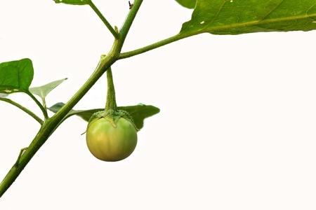 Cockroach Berry or green eggplant on white backgroundの写真素材