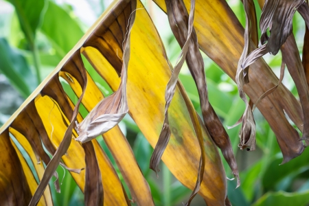Banana leaf dry natureの写真素材
