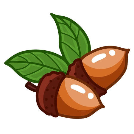 acorn isolated illustration on white backgroundのイラスト素材