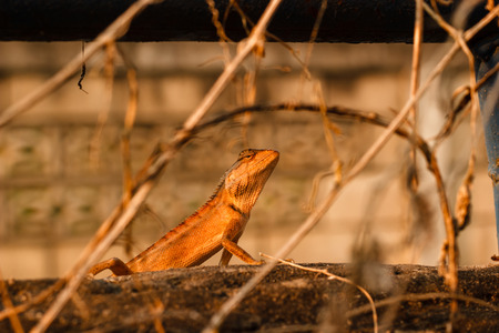 Lizard perching on the wallの写真素材