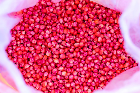 corn seed chemically treated for seedingの写真素材