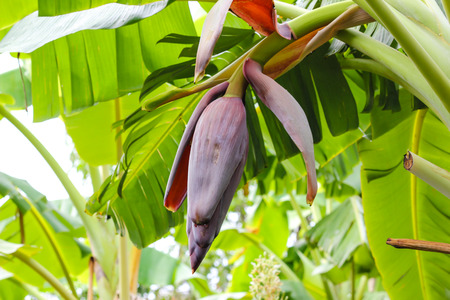banana blossom on the treeの写真素材