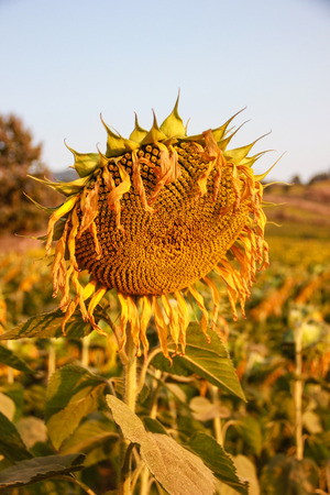 wilted sunflower in the fieldの写真素材