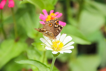 Butterfly on the flower