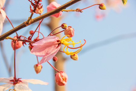 Pink and white Cassia javanica blossom flowerの写真素材
