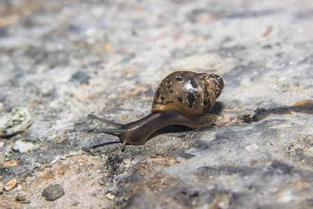 Snail crawling on rockの写真素材